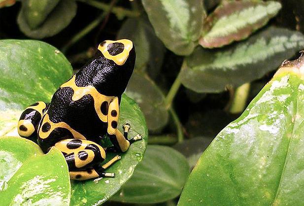 File photo of the highly poisonous frog File photo of the highly poisonous frog