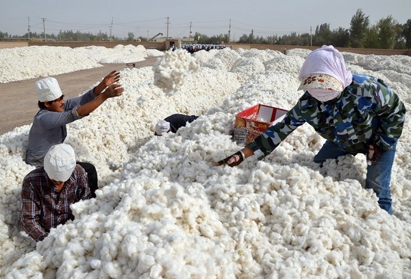 Members of the Xinjiang Production and Construction Corps place harvested cotton in the sun to dry. (CHEN JIANSHENG/CHINA DAILY) Members of the Xinjiang Production and Construction Corps place harvested cotton in the sun to dry. (CHEN JIANSHENG/CHINA DAILY)