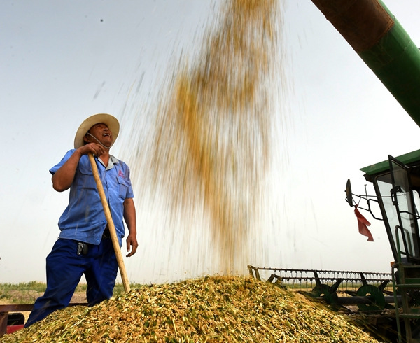 Members of the 1st Division of the Xinjiang Production and Construction Corps harvest wheat. (WANG ZHIQING/XINHUA) Members of the 1st Division of the Xinjiang Production and Construction Corps harvest wheat. (WANG ZHIQING/XINHUA)