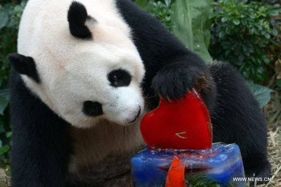 Panda Jia Jia eats birthday ice cake during its birthday party held at Singapore's River Safari, Sept. 3, 2015. (Photo: Xinhua/Then Chih Wey) Panda Jia Jia eats birthday ice cake during its birthday party held at Singapore's River Safari, Sept. 3, 2015. (Photo: Xinhua/Then Chih Wey)