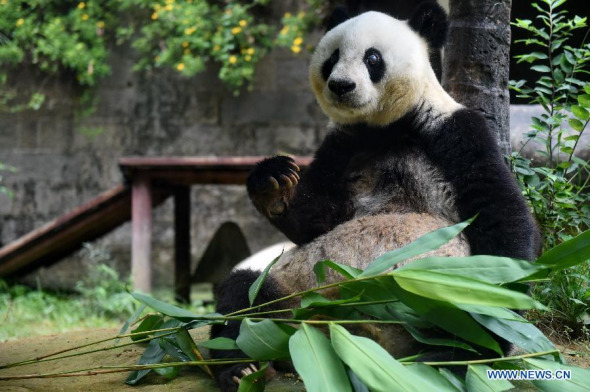 Giant panda Basi eats bamboo leaves at the panda research and exchange center in Fuzhou, capital of southeast China's Fujian Province, Sept. 25, 2015. Basi will turns 35 in November, making her over 100 in human years. (Photo: Xinhua/Zhang Guojun) Giant panda Basi eats bamboo leaves at the panda research and exchange center in Fuzhou, capital of southeast China's Fujian Province, Sept. 25, 2015. Basi will turns 35 in November, making her over 100 in human years. (Photo: Xinhua/Zhang Guojun)