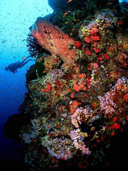 A diver explores Indonesia's rich sea life in Pulau Weh. (Photo courtesy of Vincent Chong of Pulau Weh Dive Resort) A diver explores Indonesia's rich sea life in Pulau Weh. (Photo courtesy of Vincent Chong of Pulau Weh Dive Resort)