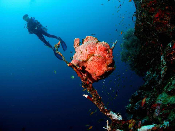 A diver explores Indonesia's rich sea life in Pulau Weh. (Photo courtesy of Vincent Chong of Pulau Weh Dive Resort) A diver explores Indonesia's rich sea life in Pulau Weh. (Photo courtesy of Vincent Chong of Pulau Weh Dive Resort)