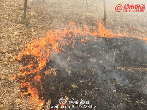 Local villagers burn straws in Taikang county, Zhoukou, Henan province, Sept 28, 2015. (Photo from Sina Weibo) Local villagers burn straws in Taikang county, Zhoukou, Henan province, Sept 28, 2015. (Photo from Sina Weibo)