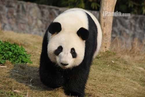 File photo of panda Ying Ying. File photo of panda Ying Ying.
