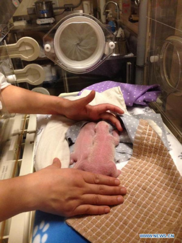 Two newborn giant panda twin cubs rest in an incubator at Toronto Zoo in Toronto, Canada, Oct. 13, 2015. Female giant panda Er Shun, who is on loan from China, gave birth to the twin cubs at 3:31 a.m. and 3:44 a.m. Tuesday. (Photo: Xinhua/Toronto Zoo) Two newborn giant panda twin cubs rest in an incubator at Toronto Zoo in Toronto, Canada, Oct. 13, 2015. Female giant panda Er Shun, who is on loan from China, gave birth to the twin cubs at 3:31 a.m. and 3:44 a.m. Tuesday. (Photo: Xinhua/Toronto Zoo)