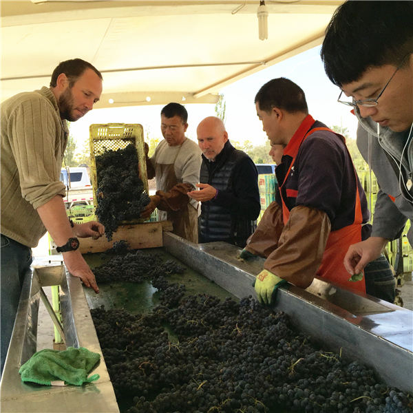 Viticulturists and winemakers harvest grapes on the eastern slope of Helan Mountain in the Ningxia Hui autonomous region. Boutique wineries here win international prizes and attract partnerships with brands like Pernod Ricard and Chandon. (Photos:China Daily/Mike Peters) Viticulturists and winemakers harvest grapes on the eastern slope of Helan Mountain in the Ningxia Hui autonomous region. Boutique wineries here win international prizes and attract partnerships with brands like Pernod Ricard and Chandon. (Photos:China Daily/Mike Peters)