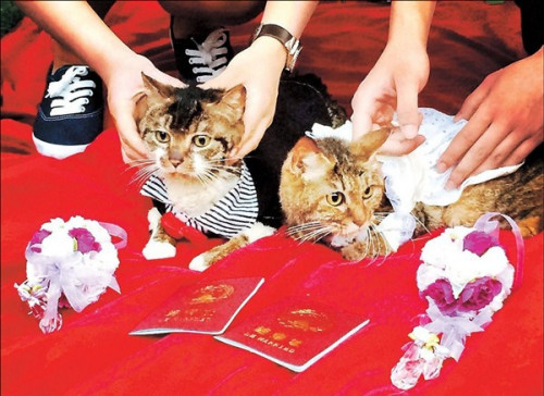 A wedding ceremony held for two cats at the Shanghai Normal University. (Photo: Shanghaidaily/Ti Gong) A wedding ceremony held for two cats at the Shanghai Normal University. (Photo: Shanghaidaily/Ti Gong)