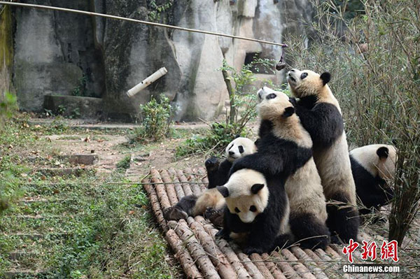 Pandas squeeze each other to reach food on a stick. (Photo/chinanews.com) Pandas squeeze each other to reach food on a stick. (Photo/chinanews.com)