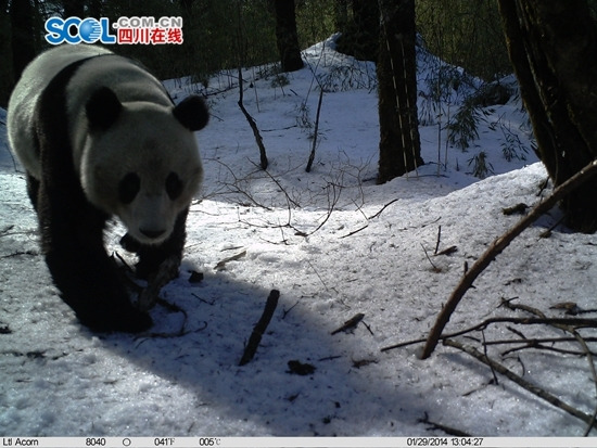 Panda Luxin. (File photo/sichuan.scol.com.cn) Panda Luxin. (File photo/sichuan.scol.com.cn)