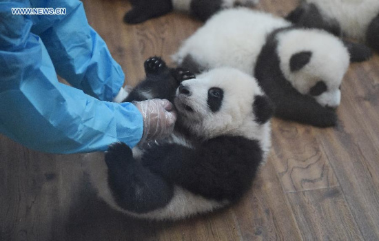 Giant panda cubs are seen at Chengdu Research Base of Giant Panda Breeding in Chengdu, capital of southwest China's Sichuan Province, Oct. 24, 2015. A total of 13 giant panda cubs born this year appeared together here Saturday, including six pairs of twin pandas. (Photo:Xinhua/Xue Yubin) Giant panda cubs are seen at Chengdu Research Base of Giant Panda Breeding in Chengdu, capital of southwest China's Sichuan Province, Oct. 24, 2015. A total of 13 giant panda cubs born this year appeared together here Saturday, including six pairs of twin pandas. (Photo:Xinhua/Xue Yubin)