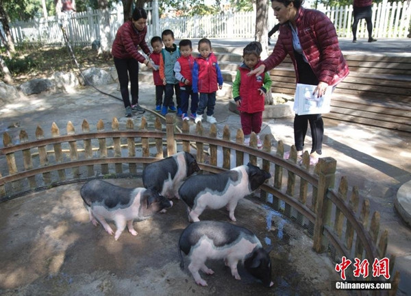 Children, led by teachers, visit pigs raised in a zoo built inside a kindergarten in Beijing on Tuesday. (Photo/chinanews.com) Children, led by teachers, visit pigs raised in a zoo built inside a kindergarten in Beijing on Tuesday. (Photo/chinanews.com)