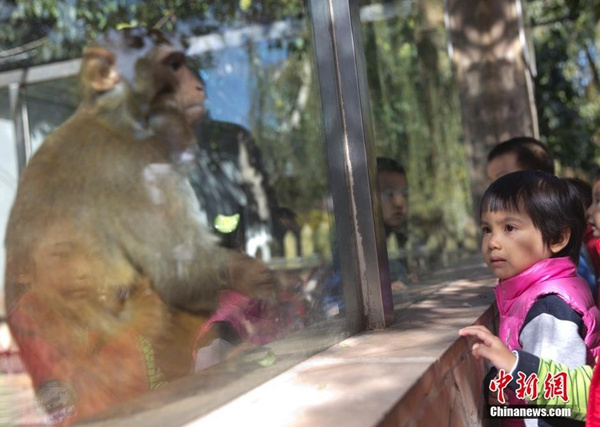 A child watches a monkey. (Photo/chinanews.com) A child watches a monkey. (Photo/chinanews.com)