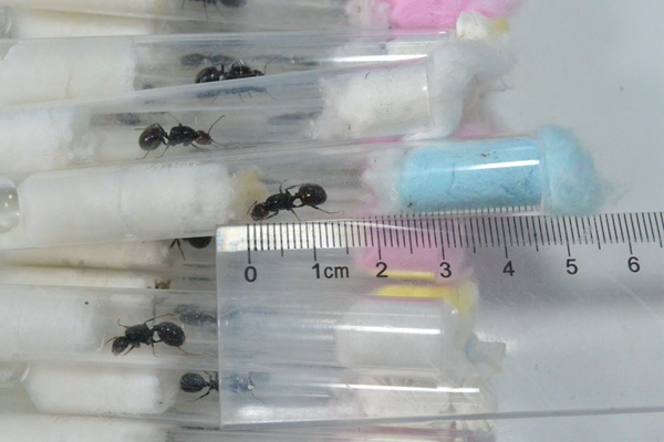 More than 1,000 black ants smuggled into China from Germany in two parcels have been seized in Chengdu, Sichuan province. (Photo/chinadaily.com.cn) More than 1,000 black ants smuggled into China from Germany in two parcels have been seized in Chengdu, Sichuan province. (Photo/chinadaily.com.cn)