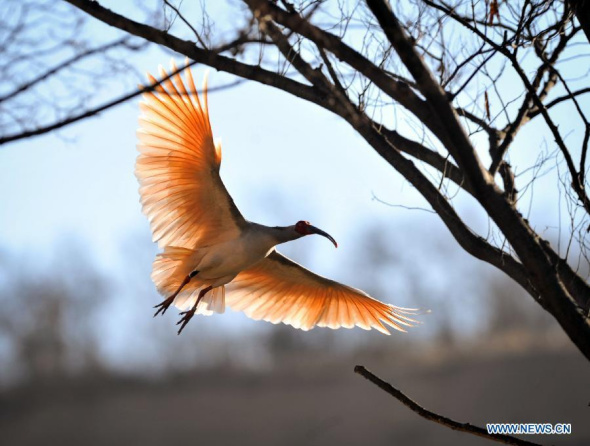 A crested ibis flies in the forest at Tongchuan City, northwest China's Shaanxi province, Dec 16, 2014. The number of crested ibis in Shaanxi province has increased from 7 in 1981 to more than 2,000 by now. (Xinhua/Ding Haitao) A crested ibis flies in the forest at Tongchuan City, northwest China's Shaanxi province, Dec 16, 2014. The number of crested ibis in Shaanxi province has increased from 7 in 1981 to more than 2,000 by now. (Xinhua/Ding Haitao)