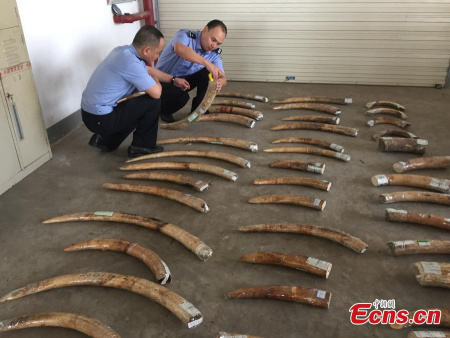 Two police officers check illegal ivory confiscated in Xiamen, Fujian province. The local customs have seized 58 ivory tusks, weighing 118.8 kilograms. The suspect bought them with $300 per kilogram. It is the largest seizure this year. (Photo/CFP) Two police officers check illegal ivory confiscated in Xiamen, Fujian province. The local customs have seized 58 ivory tusks, weighing 118.8 kilograms. The suspect bought them with $300 per kilogram. It is the largest seizure this year. (Photo/CFP)