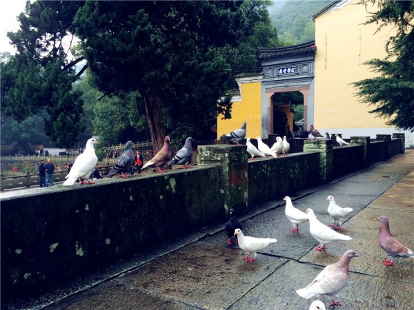 Doves are living in peace with the monks and the tourists at the Tiantong scenic spot. (Photo: chinadaily.com.cn/Ruan Fan) Doves are living in peace with the monks and the tourists at the Tiantong scenic spot. (Photo: chinadaily.com.cn/Ruan Fan)