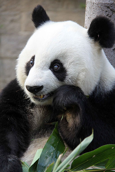 Basi will celebrate her birthday on Saturday in Fuzhou. CHINA DAILY Basi will celebrate her birthday on Saturday in Fuzhou. CHINA DAILY