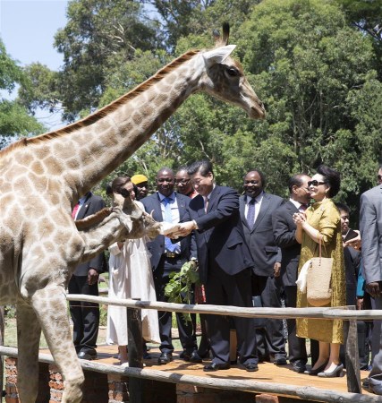 Chinese President Xi Jinping and his wife Peng Liyuan visit a wildlife sanctuary in Harare, Zimbabwe, Dec. 2, 2015. (Photo: Xinhua/Huang Jingwen) Chinese President Xi Jinping and his wife Peng Liyuan visit a wildlife sanctuary in Harare, Zimbabwe, Dec. 2, 2015. (Photo: Xinhua/Huang Jingwen)