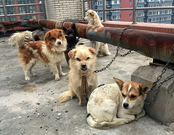 Dogs chained to pipes on the roof of a building at Xi'an Medical University in Shaanxi province on Saturday were to be used in medical procedures by students until the school stopped the practice pending a review. CHINA DAILY Dogs chained to pipes on the roof of a building at Xi'an Medical University in Shaanxi province on Saturday were to be used in medical procedures by students until the school stopped the practice pending a review. CHINA DAILY