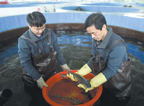 Scientists conduct a regular checkup for Chinese sturgeon that were being cultivated at the Chinese Sturgeon Institution under the China Three Gorges Corporation in Yichang, Hubei province, in February. Xiao Yijiu / Xinhua Scientists conduct a regular checkup for Chinese sturgeon that were being cultivated at the Chinese Sturgeon Institution under the China Three Gorges Corporation in Yichang, Hubei province, in February. Xiao Yijiu / Xinhua
