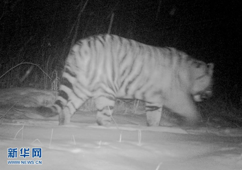 Infrared cameras showed pictures of a tiger. Infrared cameras showed pictures of a tiger.