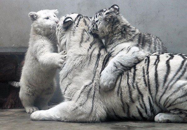 A pair of 5-month-old white tigers cuddle with their mother at the Qingdao Zoo in Shandong province on Monday. The one at left is a rare snow-white color. (Wang Haibin / for China Daily) A pair of 5-month-old white tigers cuddle with their mother at the Qingdao Zoo in Shandong province on Monday. The one at left is a rare snow-white color. (Wang Haibin / for China Daily)