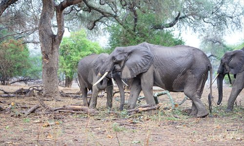 A herd of elephants walk in the Mana Pools National Park, Zimbabwe. (Photo: Courtesy of BSR) A herd of elephants walk in the Mana Pools National Park, Zimbabwe. (Photo: Courtesy of BSR)