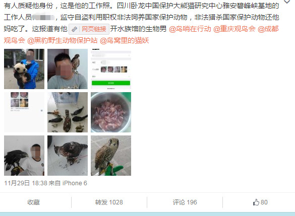 One of Huazai-Chasun's post on Weibo accused the Panda breeder of killing and selling protected birds. (Photo/Ecns.cn) One of Huazai-Chasun's post on Weibo accused the Panda breeder of killing and selling protected birds. (Photo/Ecns.cn)