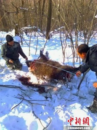 Two men measure a dead boar. (Photo/Baishishan Forestry Bureau) Two men measure a dead boar. (Photo/Baishishan Forestry Bureau)