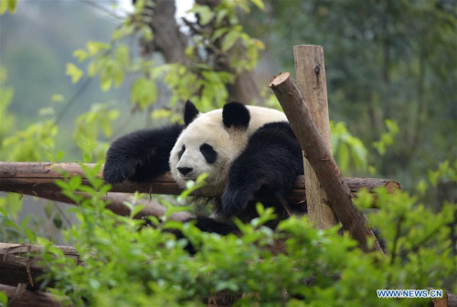 A giant panda is seen at Chengdu Research Base of Giant Panda Breeding in Chengdu, capital of southwest China's Sichuan Province, March 31, 2015. (Photo: Xinhua/Xu Yubin)