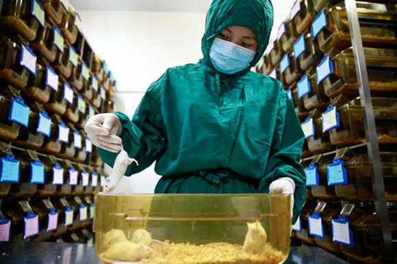 A researcher checks the conditions of rats used for laboratory tests at the National Institute of Biological Sciences in Beijing. (Photos:China Daily/Feng Yongbing and Xinhua/ Liu Dawei) A researcher checks the conditions of rats used for laboratory tests at the National Institute of Biological Sciences in Beijing. (Photos:China Daily/Feng Yongbing and Xinhua/ Liu Dawei)