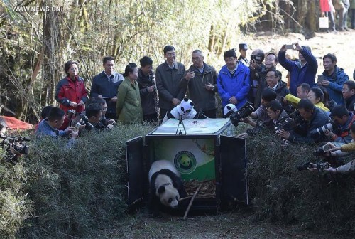 Giant panda Hua Jiao is seen crawling out of cage and released into the wild at Liziping Nature Reserve, southwest China's Sichuan Province, Nov. 19, 2015. Hua Jiao was the fifth captive-bred giant panda to be sent back home following giant panda Xiang Xiang, Tao Tao, Zhang Xiang and Xue Xue. (Photo: Xinhua/Xue Yubin) Giant panda Hua Jiao is seen crawling out of cage and released into the wild at Liziping Nature Reserve, southwest China's Sichuan Province, Nov. 19, 2015. Hua Jiao was the fifth captive-bred giant panda to be sent back home following giant panda Xiang Xiang, Tao Tao, Zhang Xiang and Xue Xue. (Photo: Xinhua/Xue Yubin)