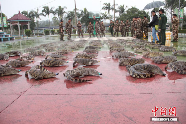 Frozen wild Siamese crocodiles are placed on a playground in south China's Guangxi Zhuang Autonomous Region. (Photo/Chinanews.com) Frozen wild Siamese crocodiles are placed on a playground in south China's Guangxi Zhuang Autonomous Region. (Photo/Chinanews.com)