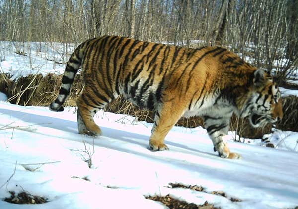 An image of a Siberian tiger taken with an infrared camera in Hunchun, Jilin province. (Photo/Xinhua) An image of a Siberian tiger taken with an infrared camera in Hunchun, Jilin province. (Photo/Xinhua)