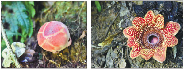 From left: A bud and a blossom of rafflesiaceae found recently in the rainforest of Xishuangbanna in Yunnan province.(Photos Provided to China Daily) From left: A bud and a blossom of rafflesiaceae found recently in the rainforest of Xishuangbanna in Yunnan province.(Photos Provided to China Daily)
