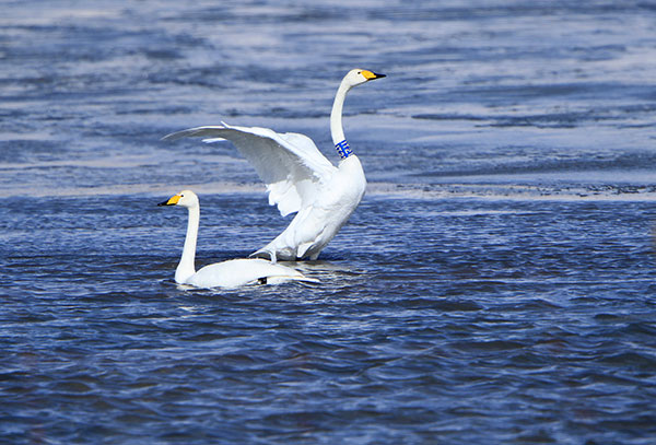 A swan with a bird band on its throat at the Gahai Wetland in Gansu province in January, marking the fifth consecutive year it was seen there.(ZHANG YONG/CHINA DAILY) A swan with a bird band on its throat at the Gahai Wetland in Gansu province in January, marking the fifth consecutive year it was seen there.(ZHANG YONG/CHINA DAILY)