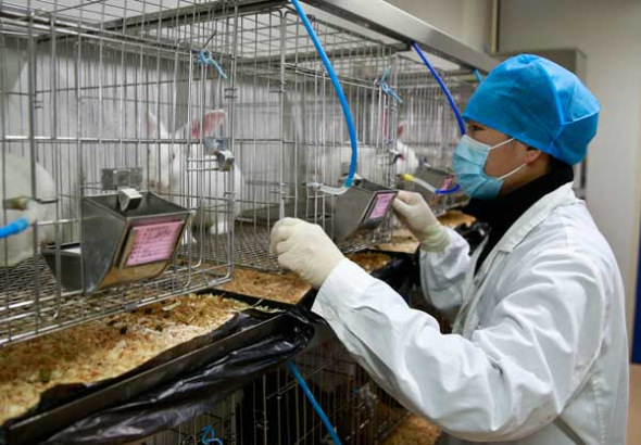 Rabbits are raised at the institute in an environment where temperature, humidity and air pressure must all meet national standards. (Photos:China Daily/Feng Yongbing and Xinhua/ Liu Dawei) Rabbits are raised at the institute in an environment where temperature, humidity and air pressure must all meet national standards. (Photos:China Daily/Feng Yongbing and Xinhua/ Liu Dawei)