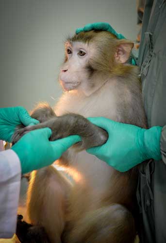 A monkey is used to test a vaccine for HIV/AIDS at the Guangzhou Institutes of Biomedicine and Health. A monkey is used to test a vaccine for HIV/AIDS at the Guangzhou Institutes of Biomedicine and Health.