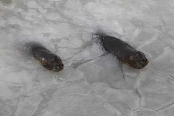 Staff workers in a scenic zone of Yantai have broken the ice to provide more food to seals. (Photo: China Daily/Shen Jihong) Staff workers in a scenic zone of Yantai have broken the ice to provide more food to seals. (Photo: China Daily/Shen Jihong)