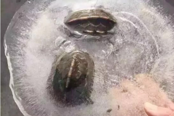 Two frozen tortoises. (Photo/Wechat) Two frozen tortoises. (Photo/Wechat)