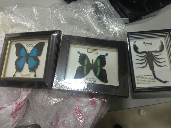 Two butterflies and one scorpion smuggled into China from Malaysia are seized in Chengdu, Sichuan province. (Photo by Huang Zhiling/chinadaily.com.cn) Two butterflies and one scorpion smuggled into China from Malaysia are seized in Chengdu, Sichuan province. (Photo by Huang Zhiling/chinadaily.com.cn)