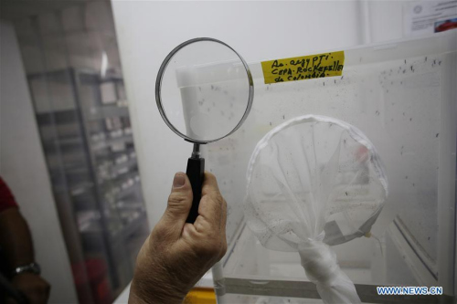A researcher in Gorgas Commemorative Institute of Health Studies (ICGES), responsible for diagnostic Zika cases in Panama, makes tests at a laboratory of the institute, in Panama City, capital of Panama, on Feb. 3, 2016. (Photo: Xinhua/Mauricio Valenzuela) A researcher in Gorgas Commemorative Institute of Health Studies (ICGES), responsible for diagnostic Zika cases in Panama, makes tests at a laboratory of the institute, in Panama City, capital of Panama, on Feb. 3, 2016. (Photo: Xinhua/Mauricio Valenzuela)
