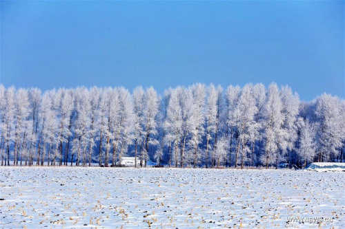 Photo taken on Feb. 10, 2016 shows the rime scenery at Daxing farm in Jiansanjiang, northeast China's Heilongjiang Province. (Photo: Xinhua/Xu Congjun) Photo taken on Feb. 10, 2016 shows the rime scenery at Daxing farm in Jiansanjiang, northeast China's Heilongjiang Province. (Photo: Xinhua/Xu Congjun)