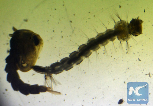 Mosquito larvae grow in water of a house in San Salvador, capital of El Salvador, on Feb. 3, 2016. (Photo: Xinhua/Oscar Machon/Diario El Mundo El Salvador) Mosquito larvae grow in water of a house in San Salvador, capital of El Salvador, on Feb. 3, 2016. (Photo: Xinhua/Oscar Machon/Diario El Mundo El Salvador)
