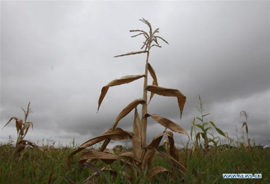 Withered crops are seen at a farmland in the drought-hit Masvingo province, southern Zimbabwe, Jan. 26, 2016. (Xinhua/Stringer) Withered crops are seen at a farmland in the drought-hit Masvingo province, southern Zimbabwe, Jan. 26, 2016. (Xinhua/Stringer)