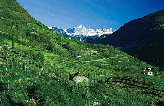 Nestled on the step hills of the Italian Alps is the wine region of Alto Adige. Nestled on the step hills of the Italian Alps is the wine region of Alto Adige.
