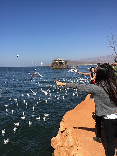 Tourists feed birds at Erhai Lake in Dali. (Photo by Yang Feiyue/China Daily) Tourists feed birds at Erhai Lake in Dali. (Photo by Yang Feiyue/China Daily)