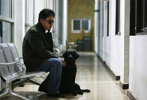 Qiaoqiao, a 7-year-old Labrador retriever, is finally reunited with its owner after it was stolen by an organized gang of dog thieves on Feb 22, 2016. (Photo by Peng Ziyang / for China Daily) Qiaoqiao, a 7-year-old Labrador retriever, is finally reunited with its owner after it was stolen by an organized gang of dog thieves on Feb 22, 2016. (Photo by Peng Ziyang / for China Daily)