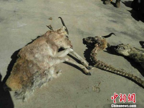 Photo shows dead Przewalski's gazelles. (Photo/Chinanews.com) Photo shows dead Przewalski's gazelles. (Photo/Chinanews.com)